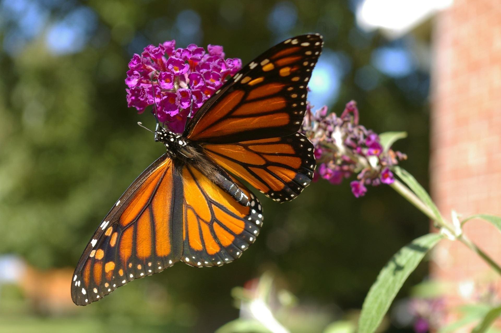 Photograph of a Monarch Butterfly sitting on a flower.