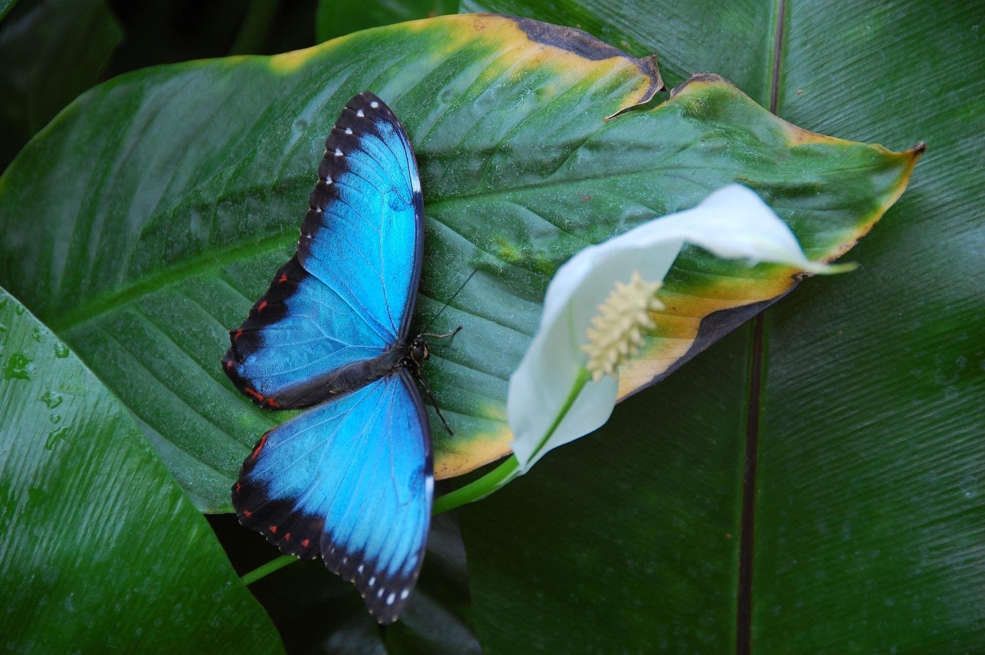 Photograph of a morpho butterfly sitting on a big leaf.