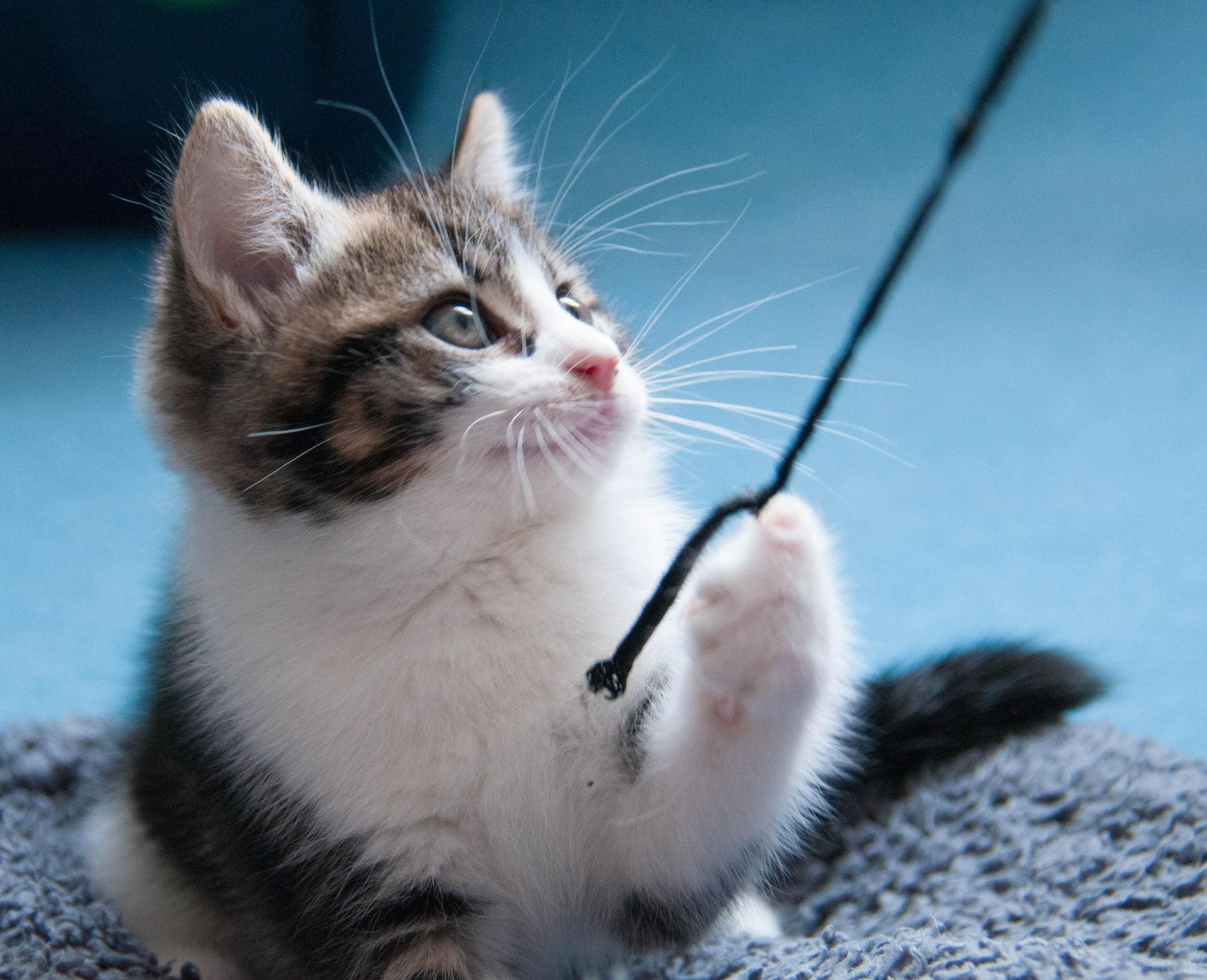 Photograph of a little kitten playing.