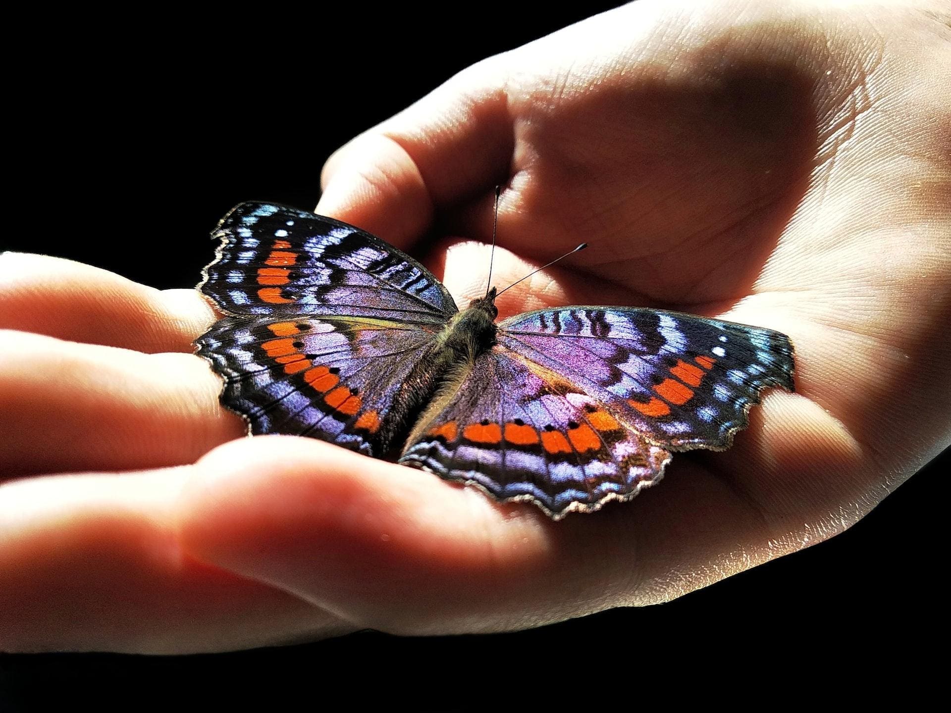 Close-up photograph of a person's hand. The person holds in her palm a beautiful butterfly.