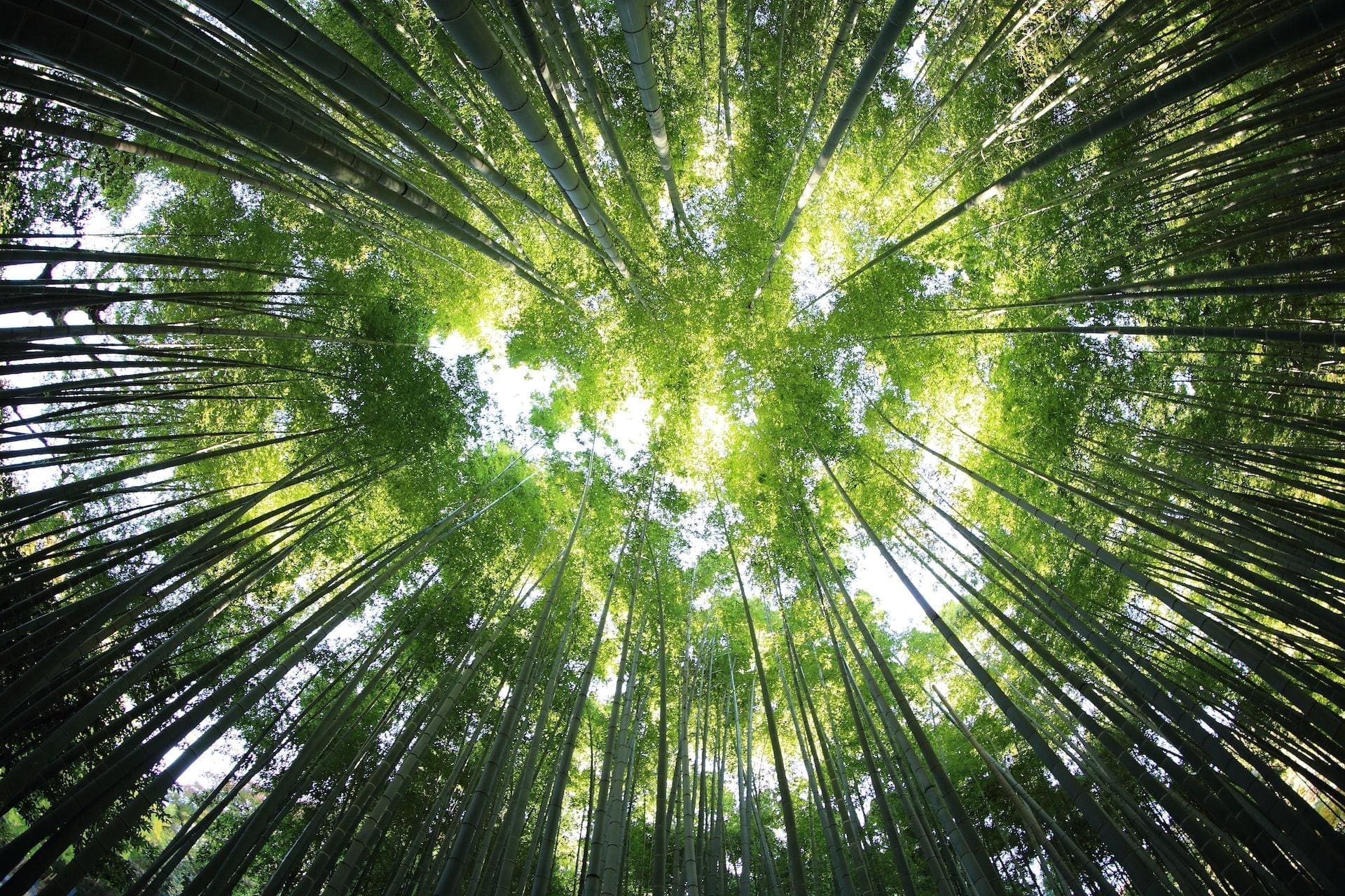 Photograph of a healthy forest. The perspective is that of the viewer who is in the middle of the forest, looking up, at the sky. 