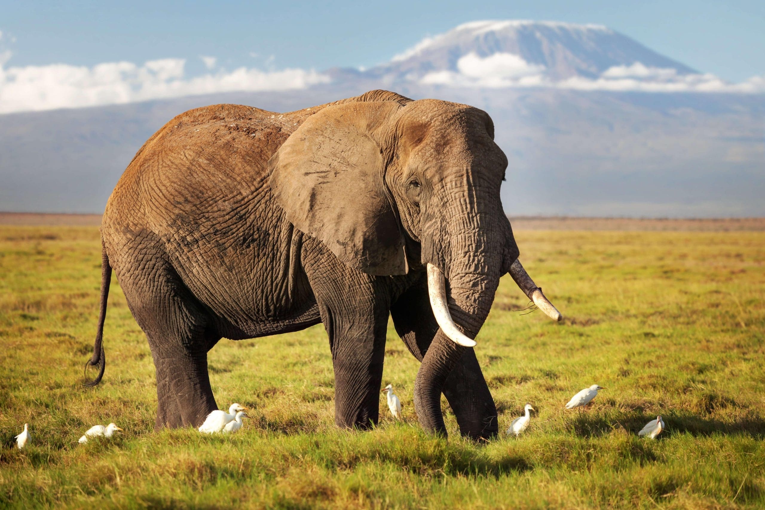 Photograph of an African elephant (Loxodonta africana) walking on savanna with white cattle, egret, bubulcus, ibis birds, with Mount Kilimanjaro top snow-covered in the background (Amboseli National Park, Kenya).