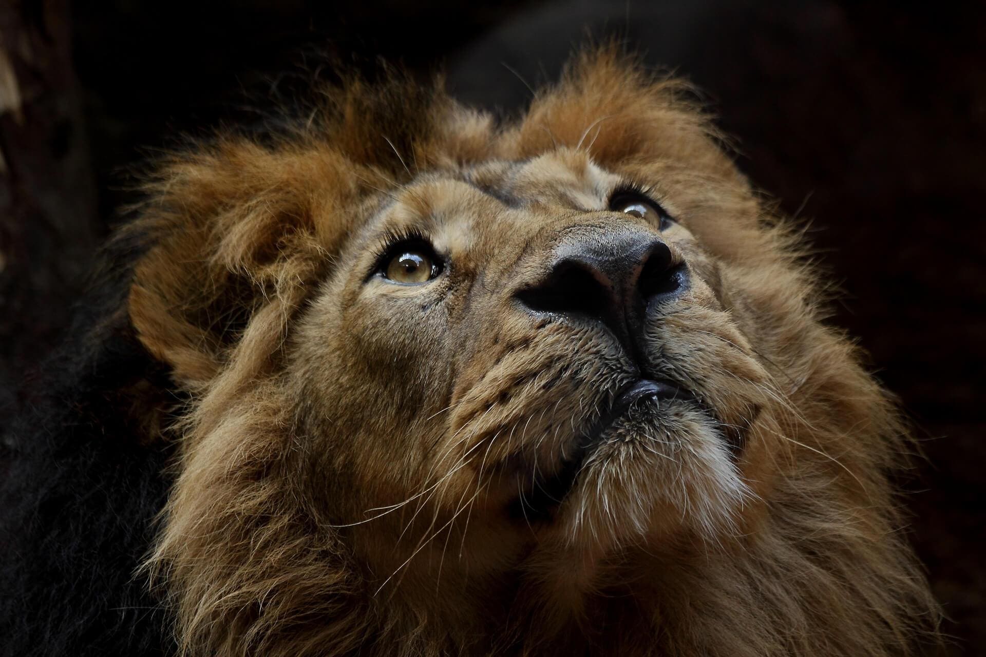 Close up photograph of a lion.