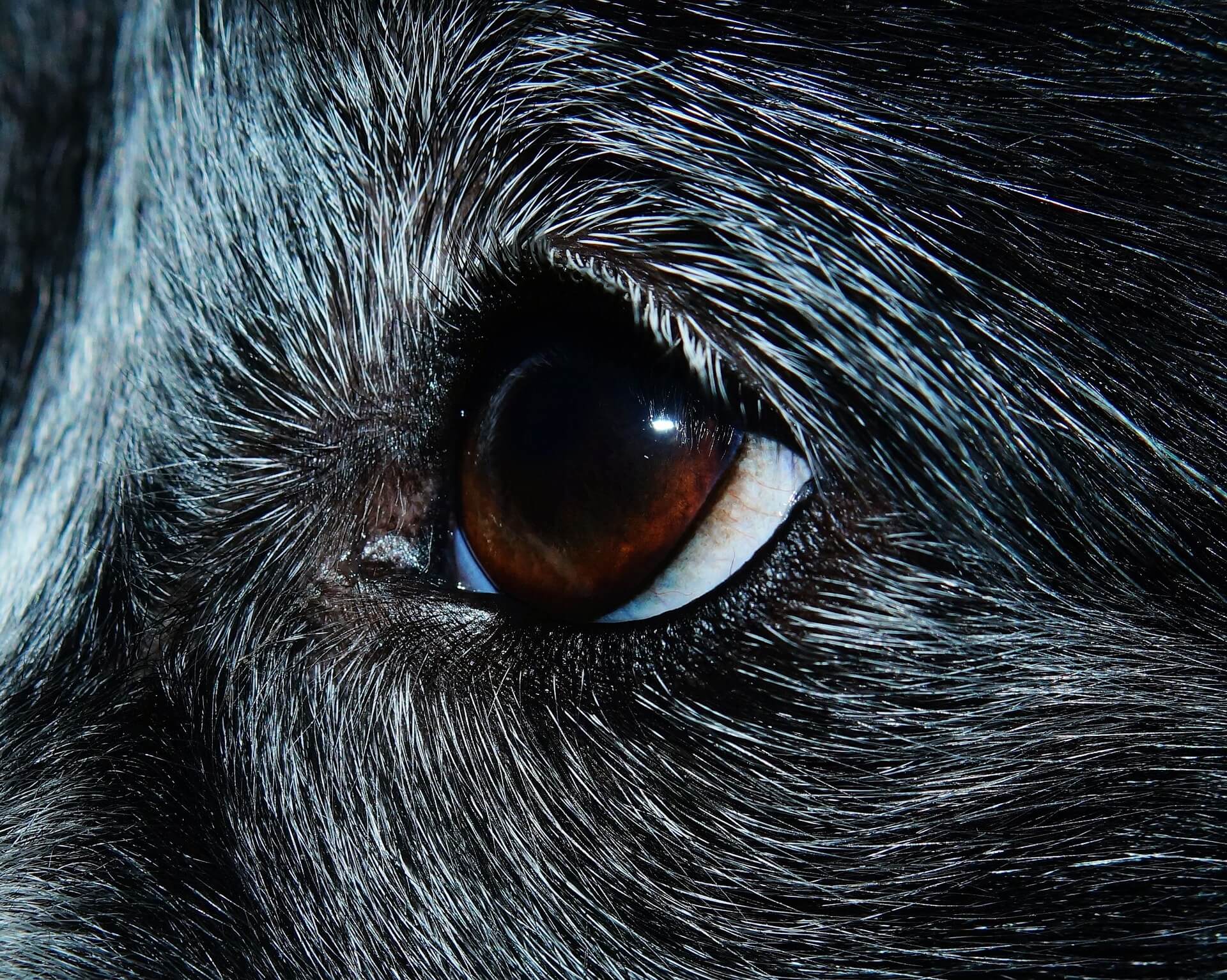 Close-up photograph of an expressive dog's eye.