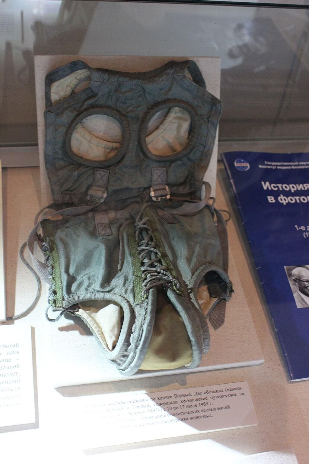 Photograph of a dog suit that Laika wore during her training. The suit is now displayed at the Memorial Museum of Astronautics.