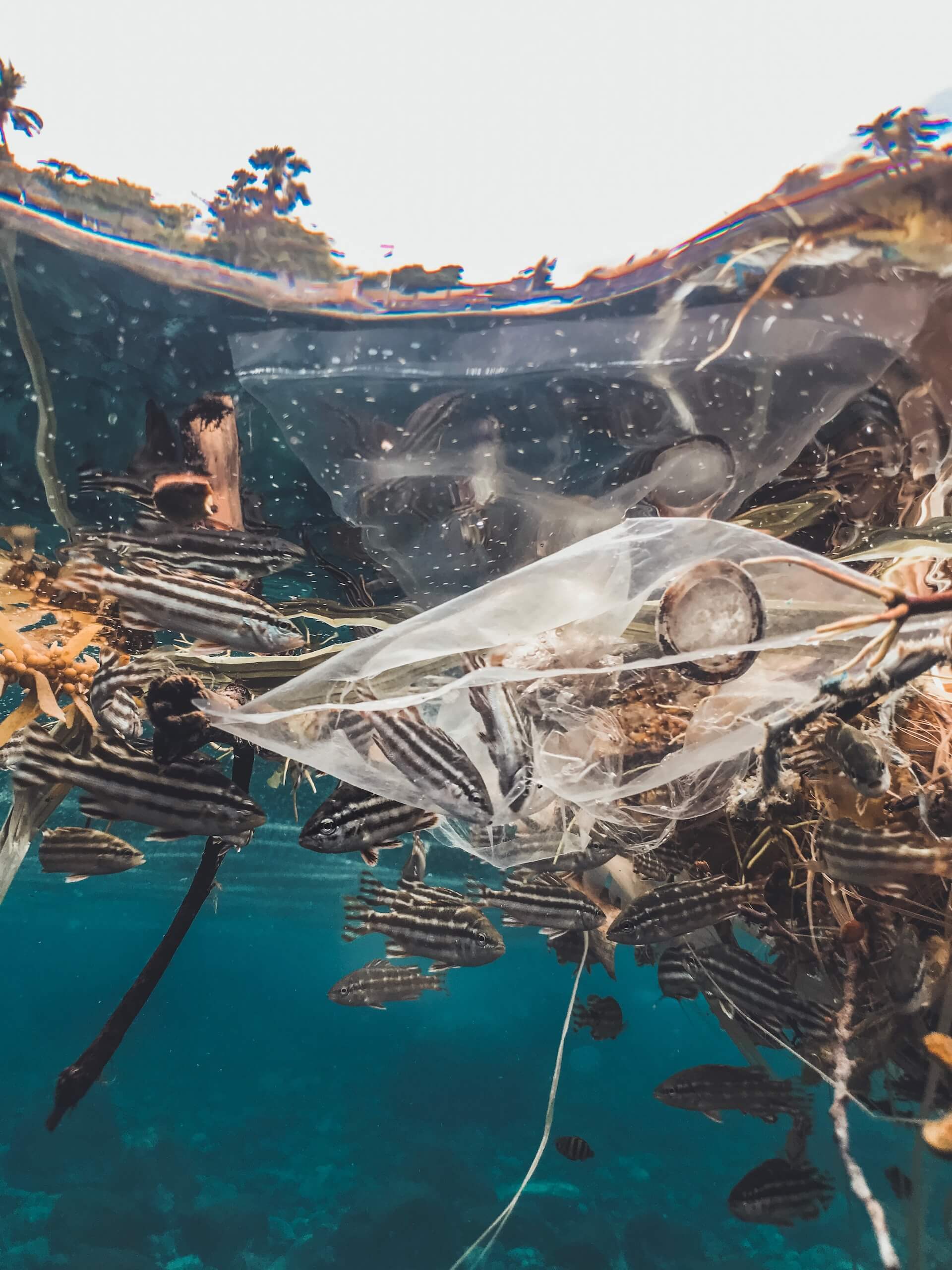 Photograph of the effects of plastic pollution in the ocean. A bank of small and curious fish is surrounding a plastic bag floating in the water. Some of them get trapped inside.