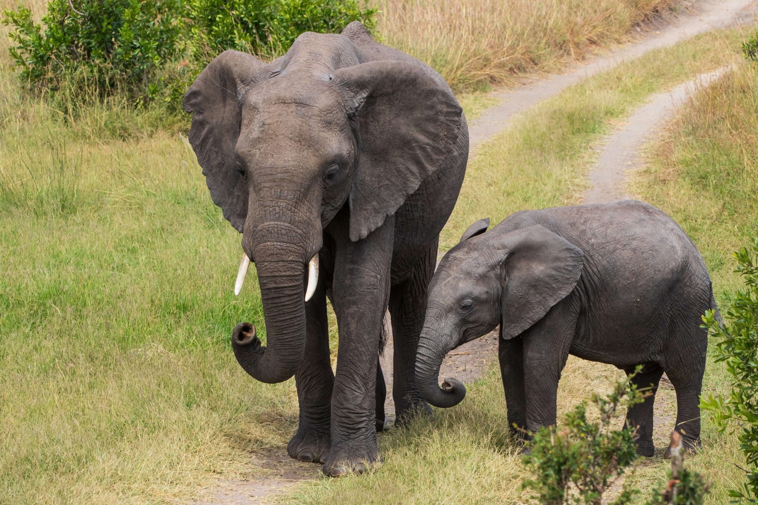 Photograph of an elephant family moving around on the savannah of the Masai Mara National Reserve in Kenya.