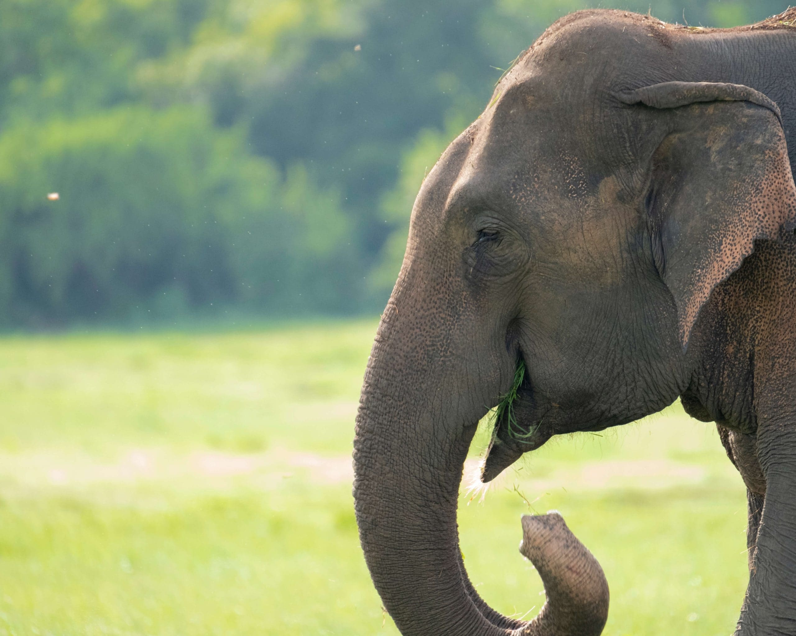 Photograph of Asian elephant in Kaudulla National Park, Sri
Lanka.