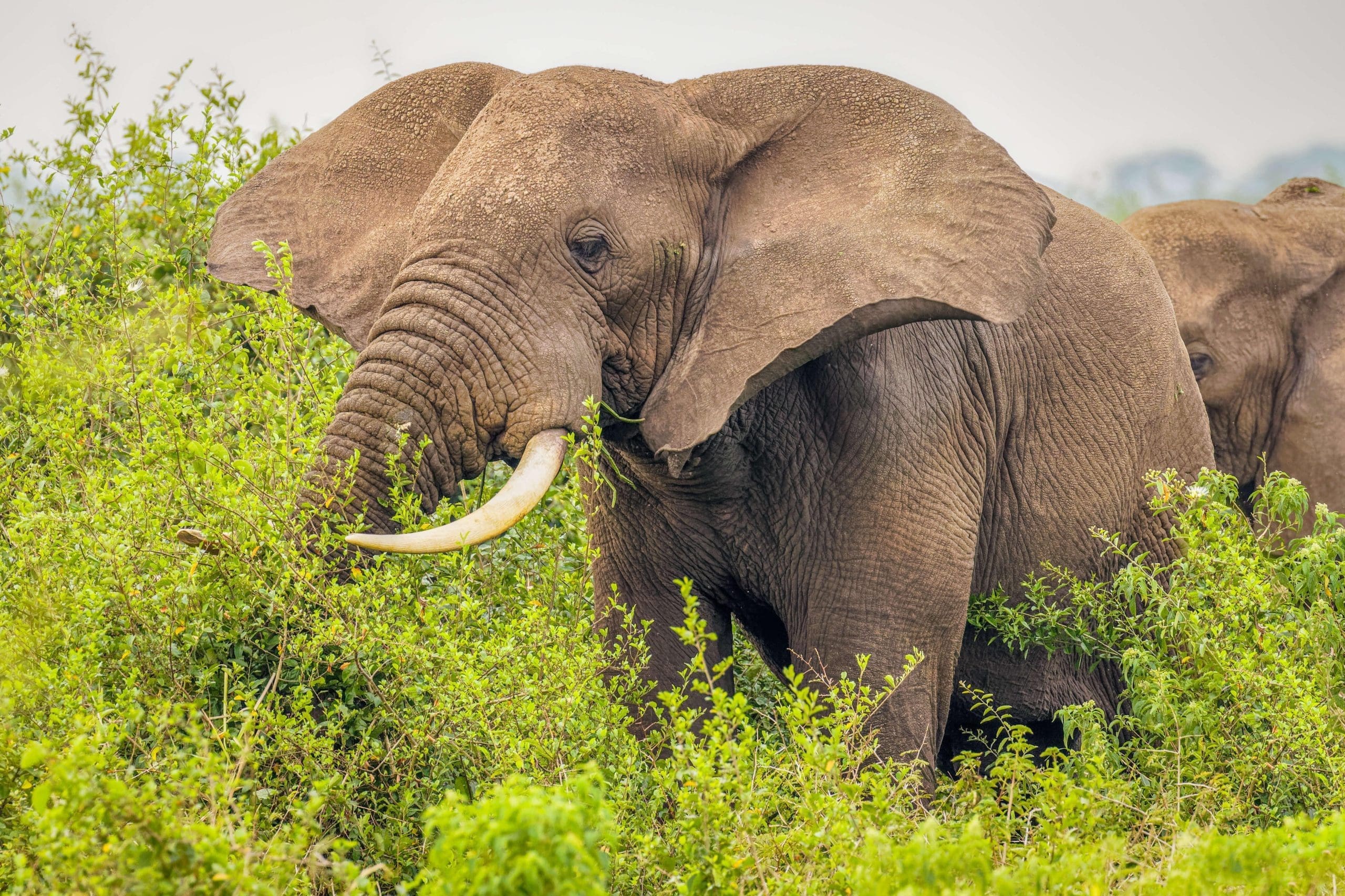 Photograph of elephant (Loxodonta africana) eating in Queen Elizabeth National Park, Uganda.