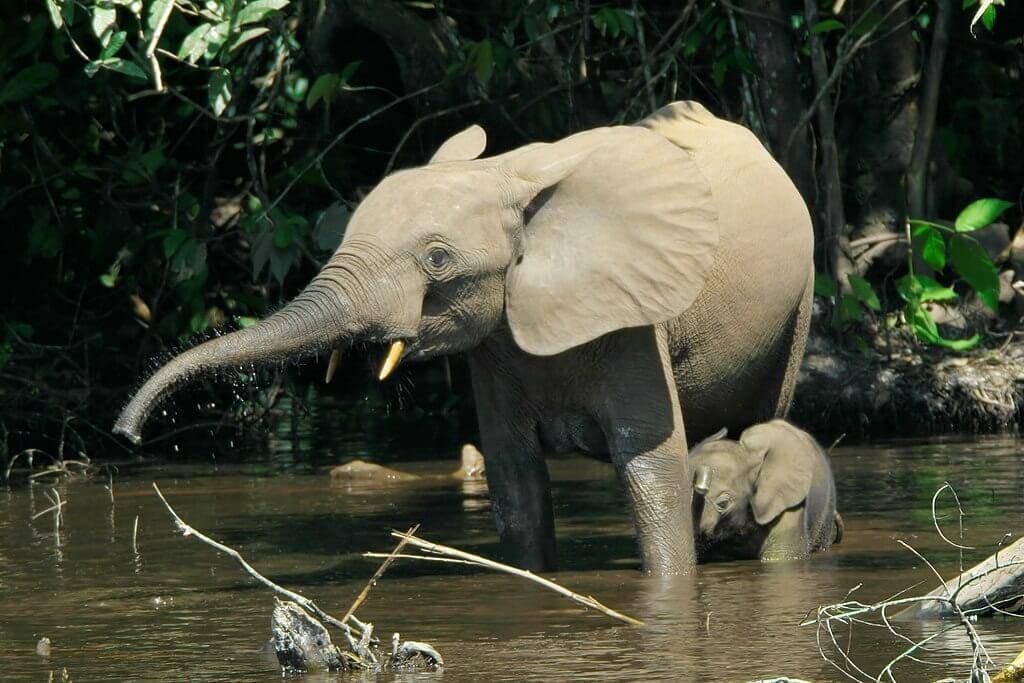 Forest elephants (Loxodonta cyclotis) in the swamp Mbeli Bai, Nouabalé-Ndoki National Park, Congo.