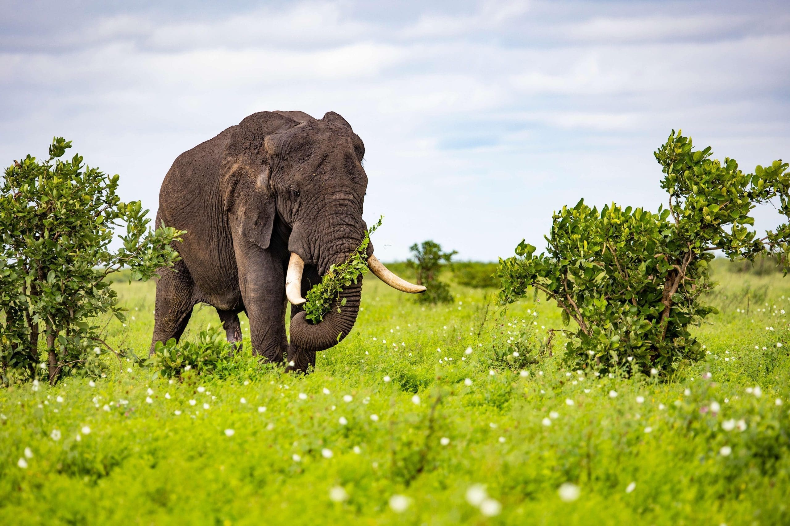 Photograph of a huge African elephant in the wild, eating.