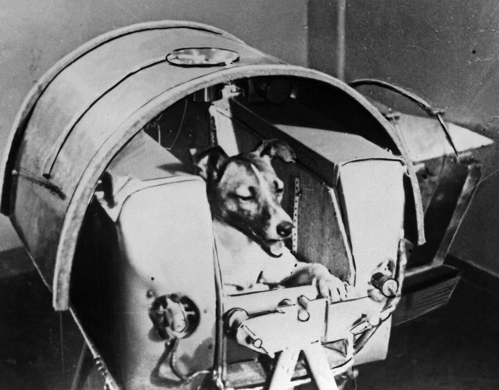 Laika, the First Animal Astronaut: The Story of a Brave Dog