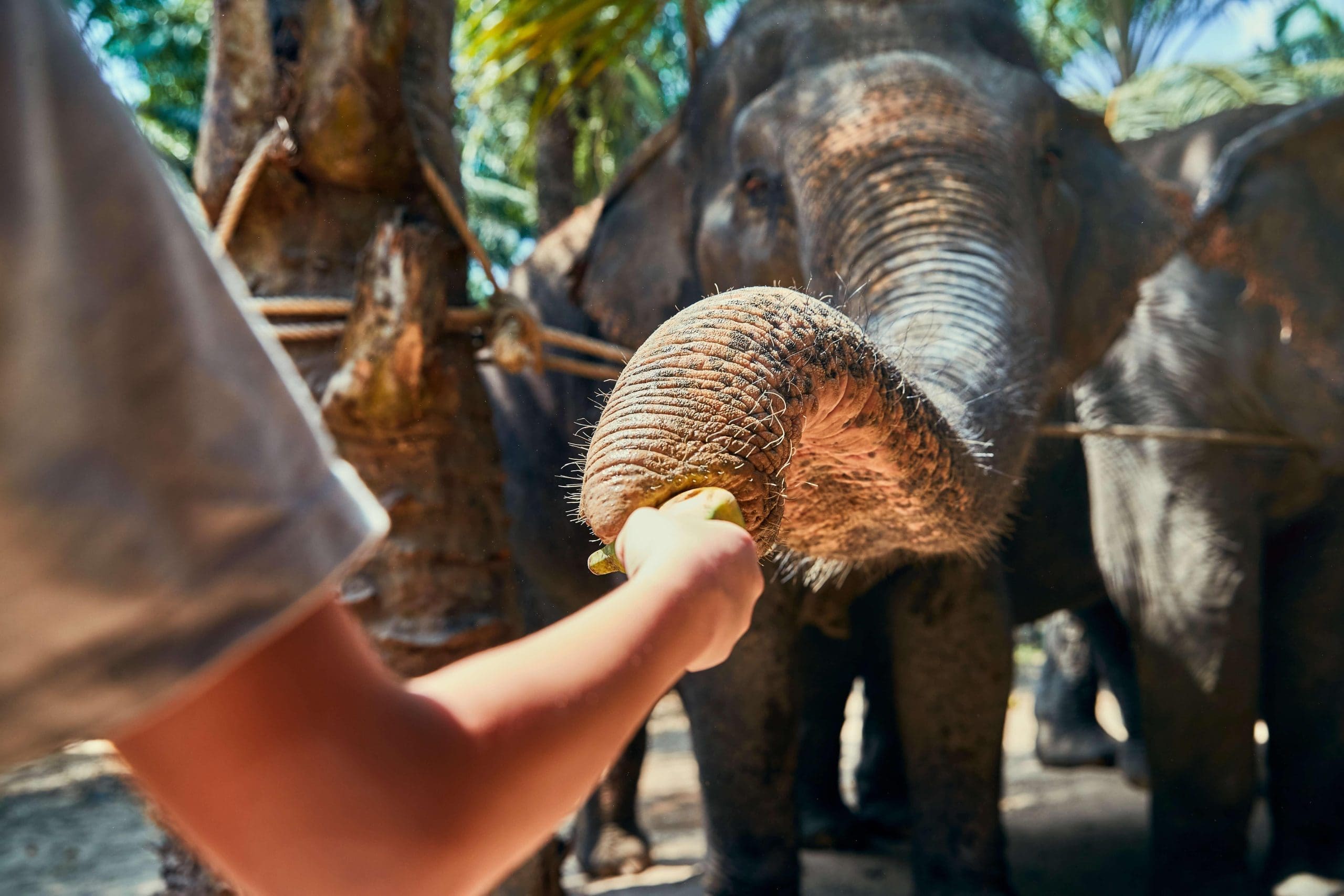 Photograph of a little boy feeding wildlife