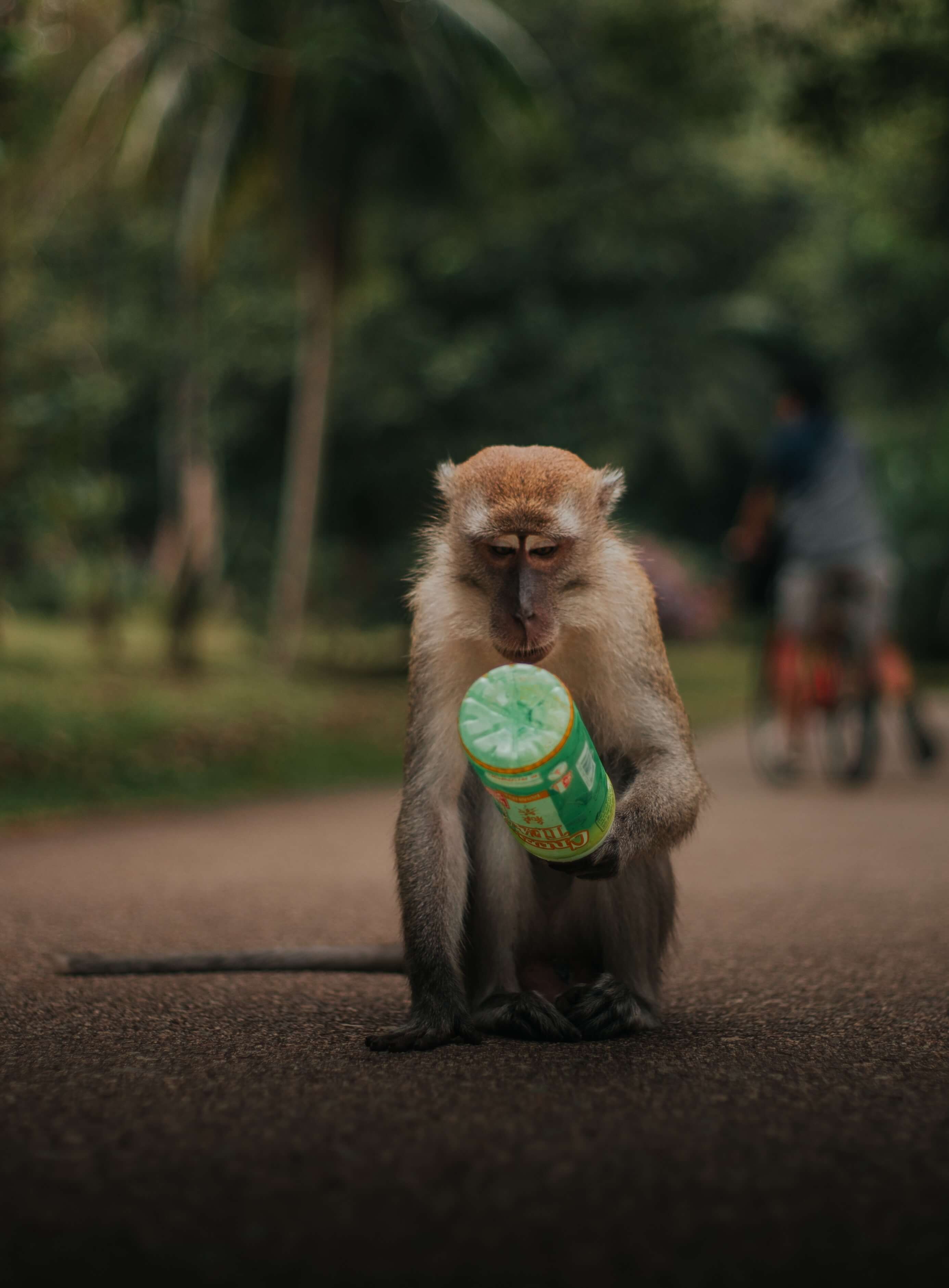 Photograph of a monkey holding in its hand a bottle (0,5L) and looking at it very confused.