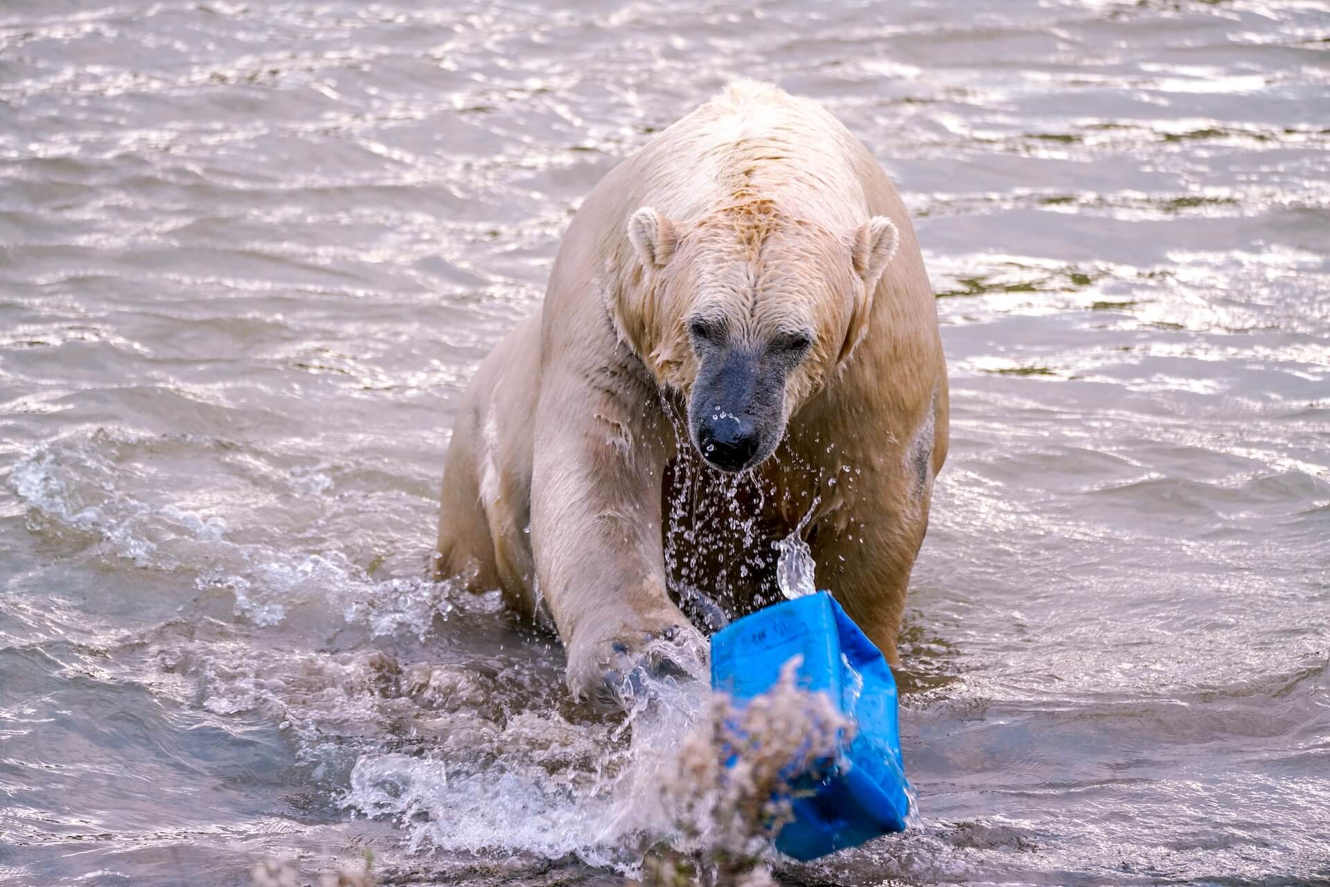 Photograph of wildlife, a polar bear trying to catch with his paw a recipient floating in the water.