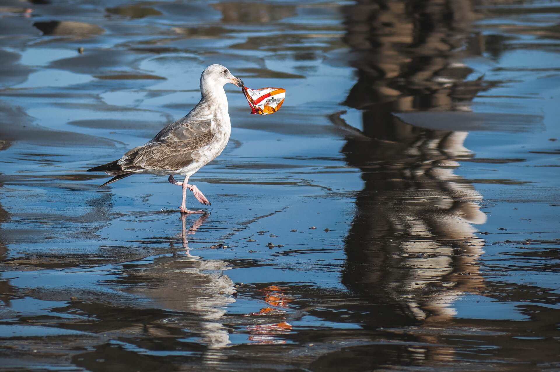 Photograph of wildlife, a seabird staying on one leg on a water surface and holding in its peak a small plastic object.