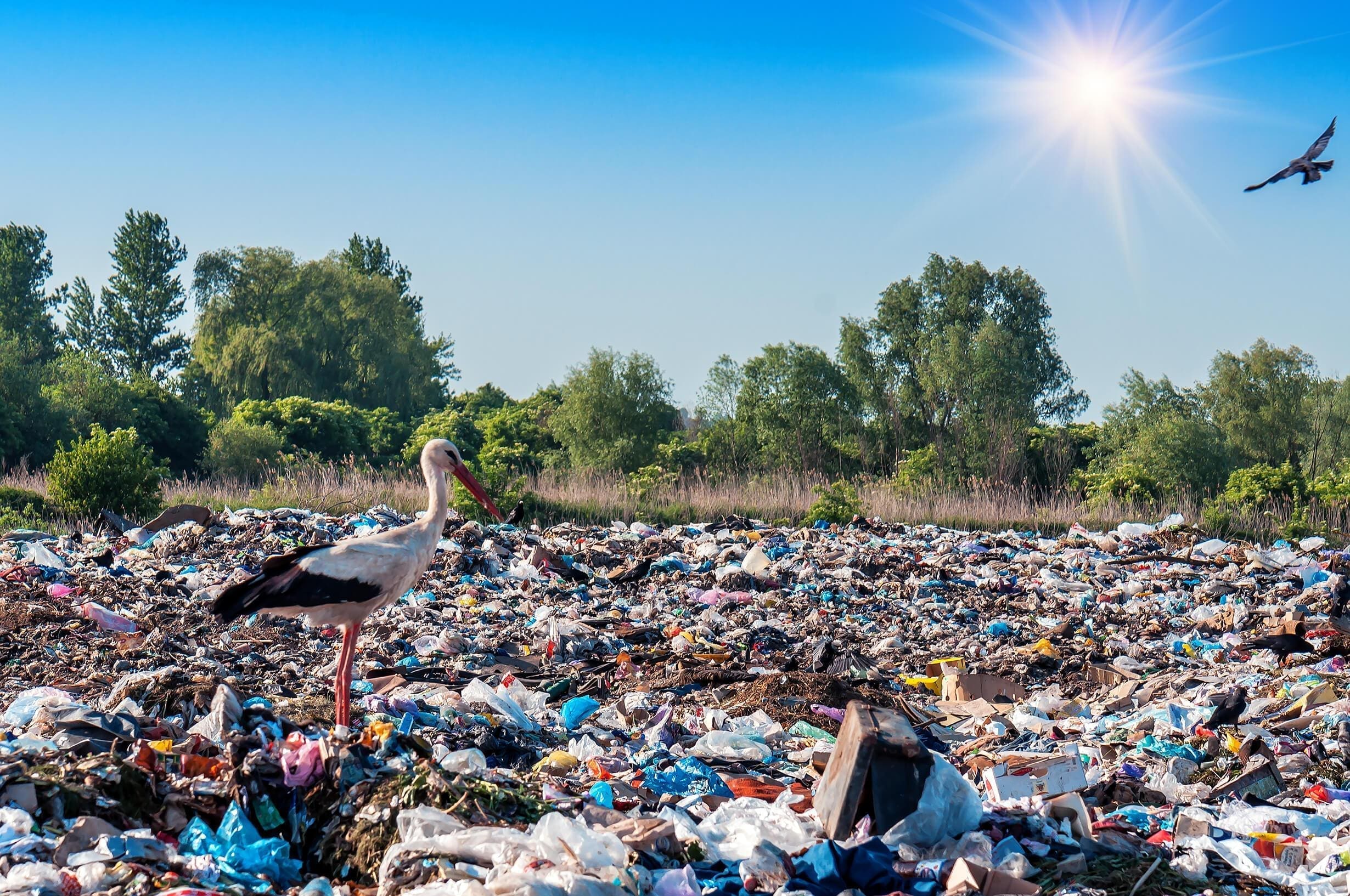 Photograph of wildlife, a stork staying in the middle of plastic garbage disposed of on a landfill.