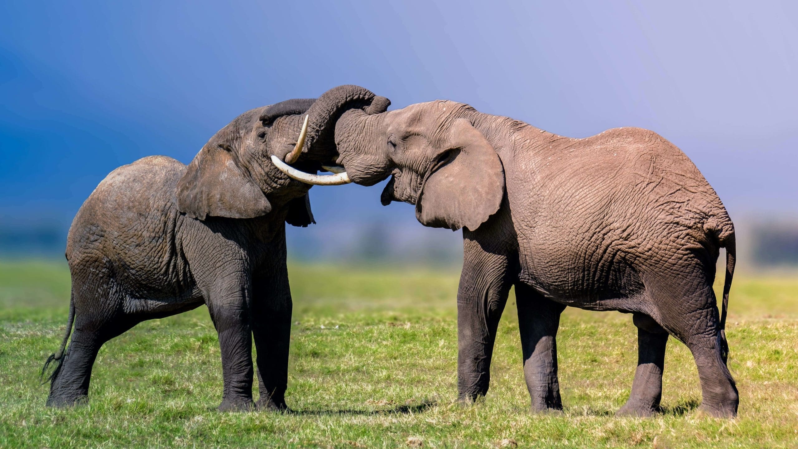 Photograph of wildlife