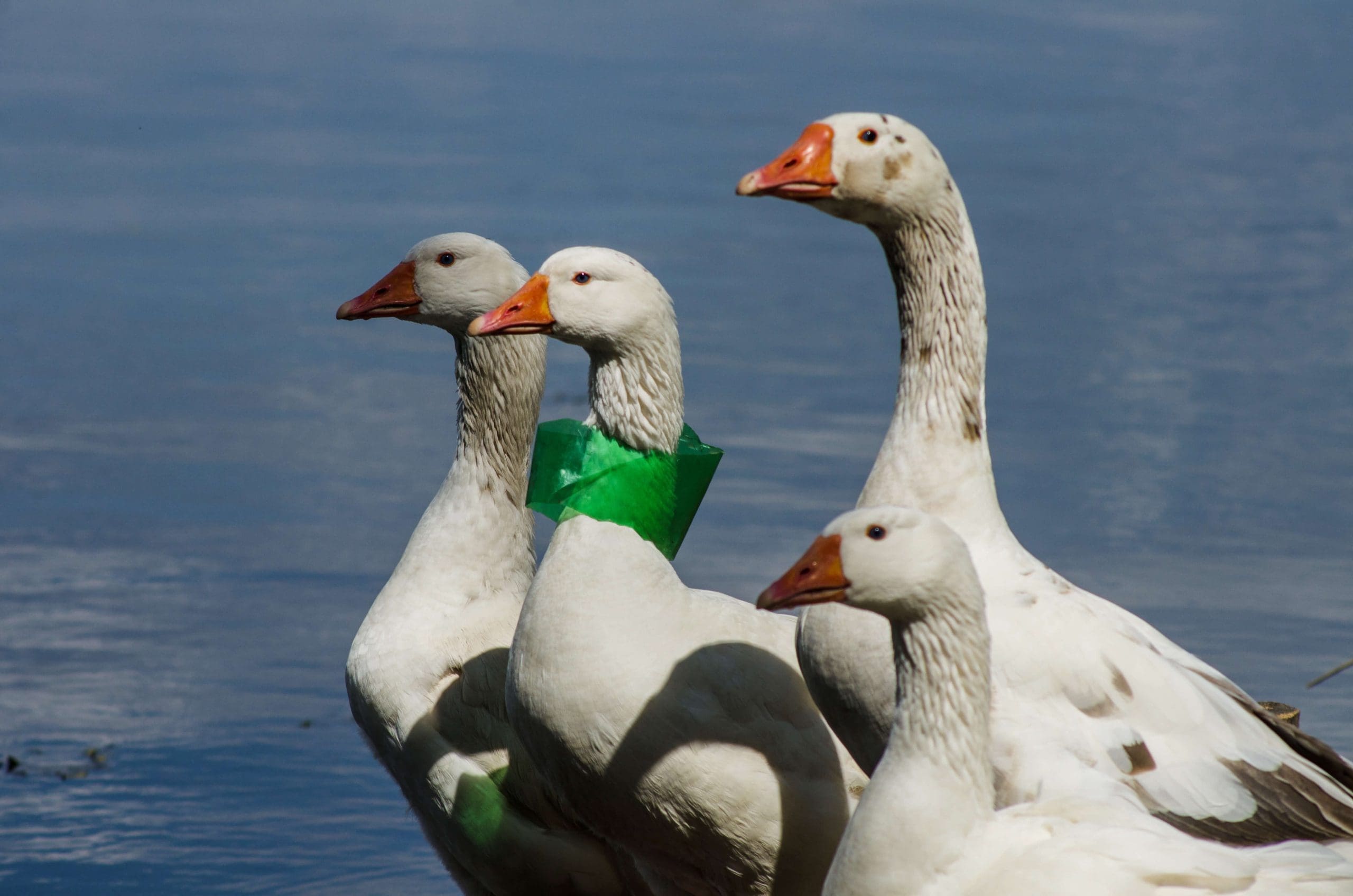 Photograph of wildlife affected by plastic pollution.