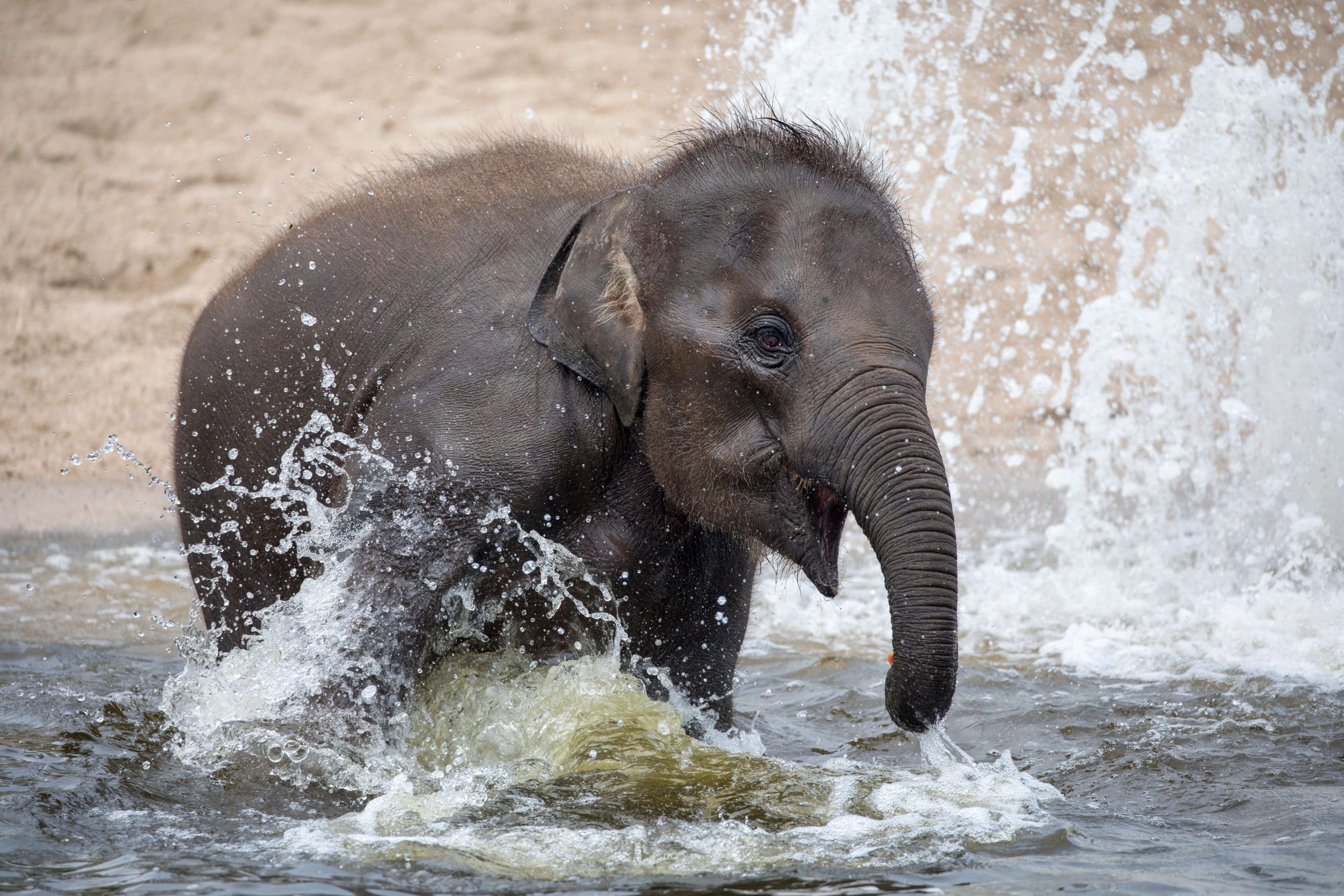 Photograph of a young Asian elephant in the water.