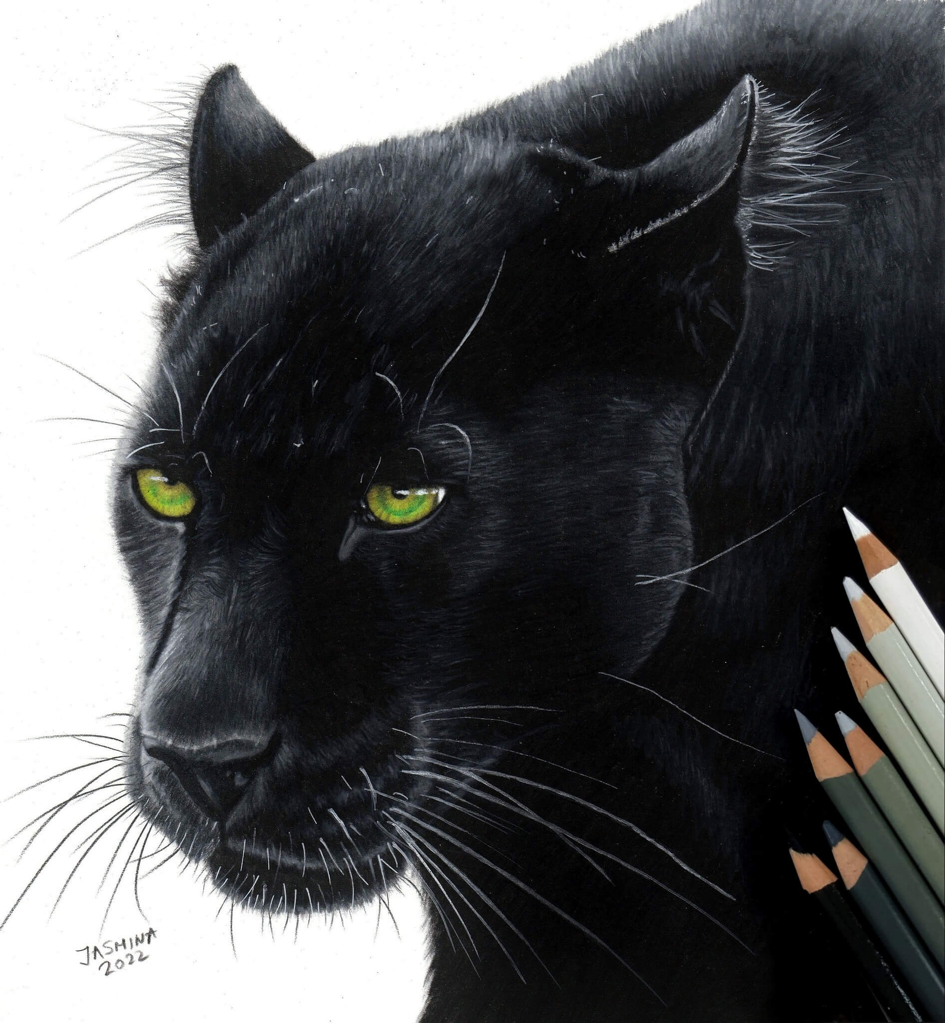 Photorealistic drawing representing a black panther.