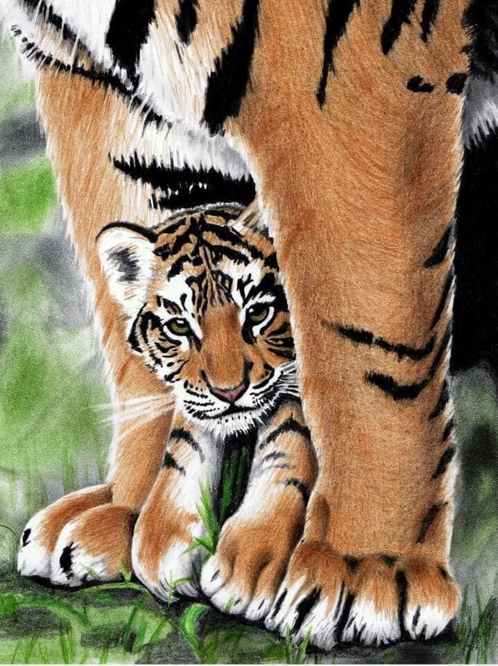Drawing by Jasmina Susak, representing a baby tiger with its mother.