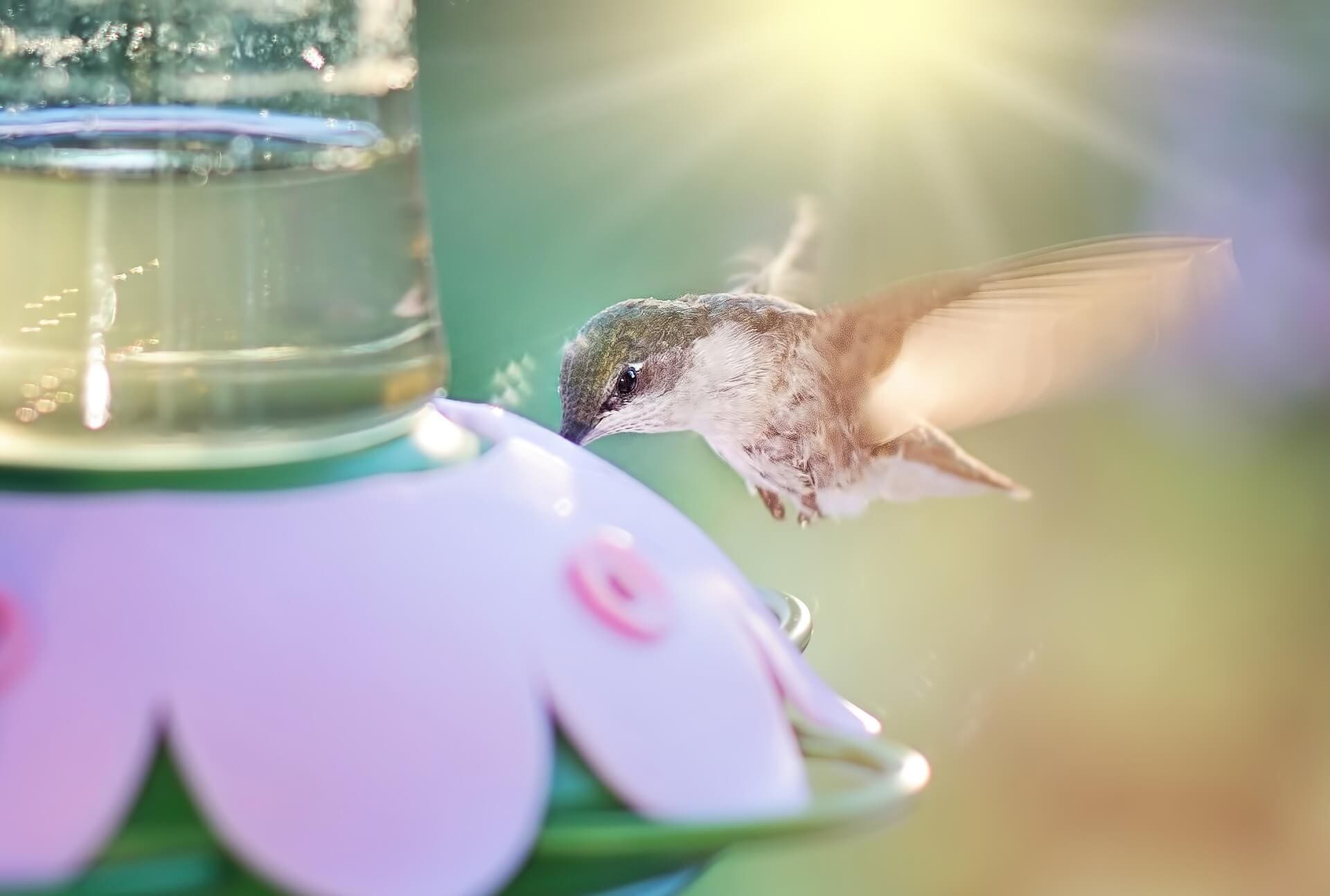The Fascinating World of Hummingbirds