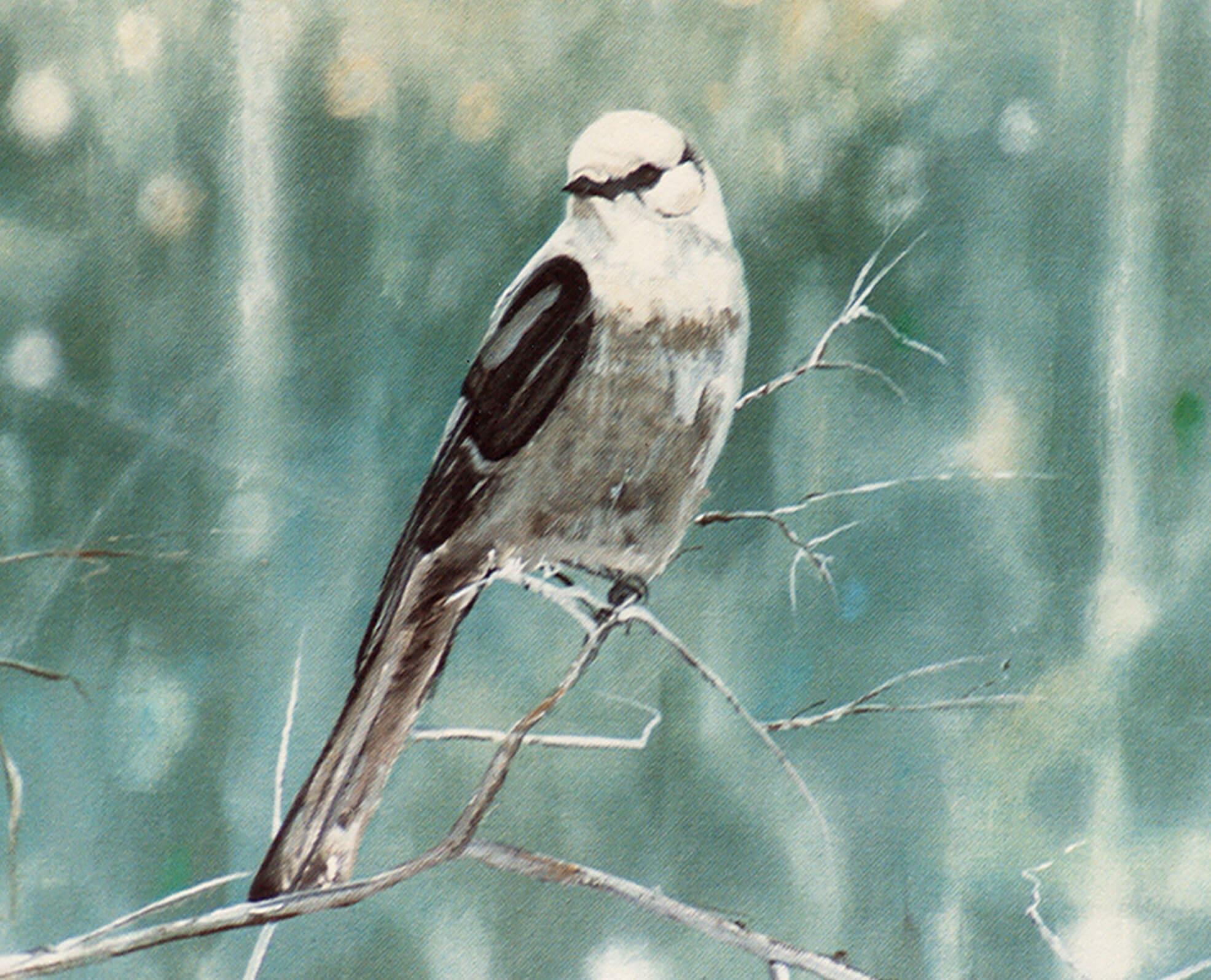 artist patrick mountain bird realism