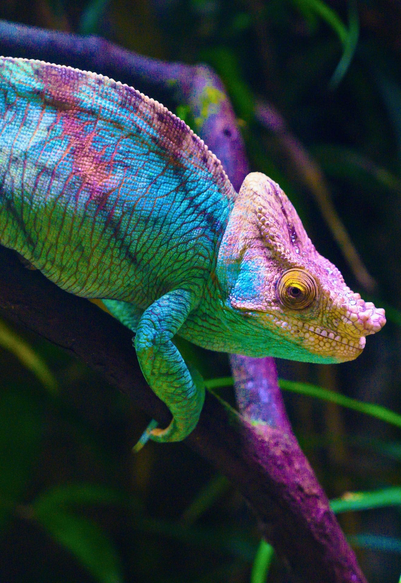 short story rainbow chameleon